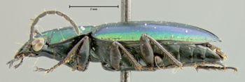 Media type: image;   Entomology 35413 Aspect: habitus lateral view